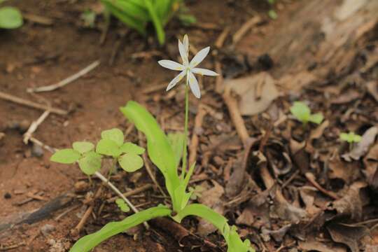 Image of Chlorophytum borivilianum Santapau & R. R. Fern.