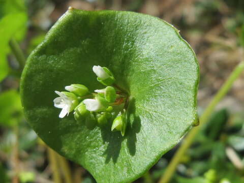 Image of Indian lettuce