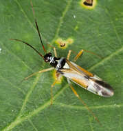 Cyllecoris resmi