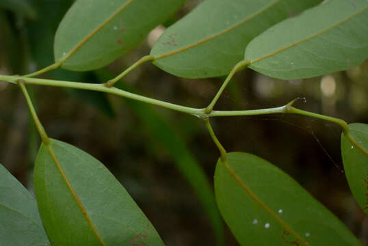 Image of Hypserpa laurina (F. Müll.) Diels