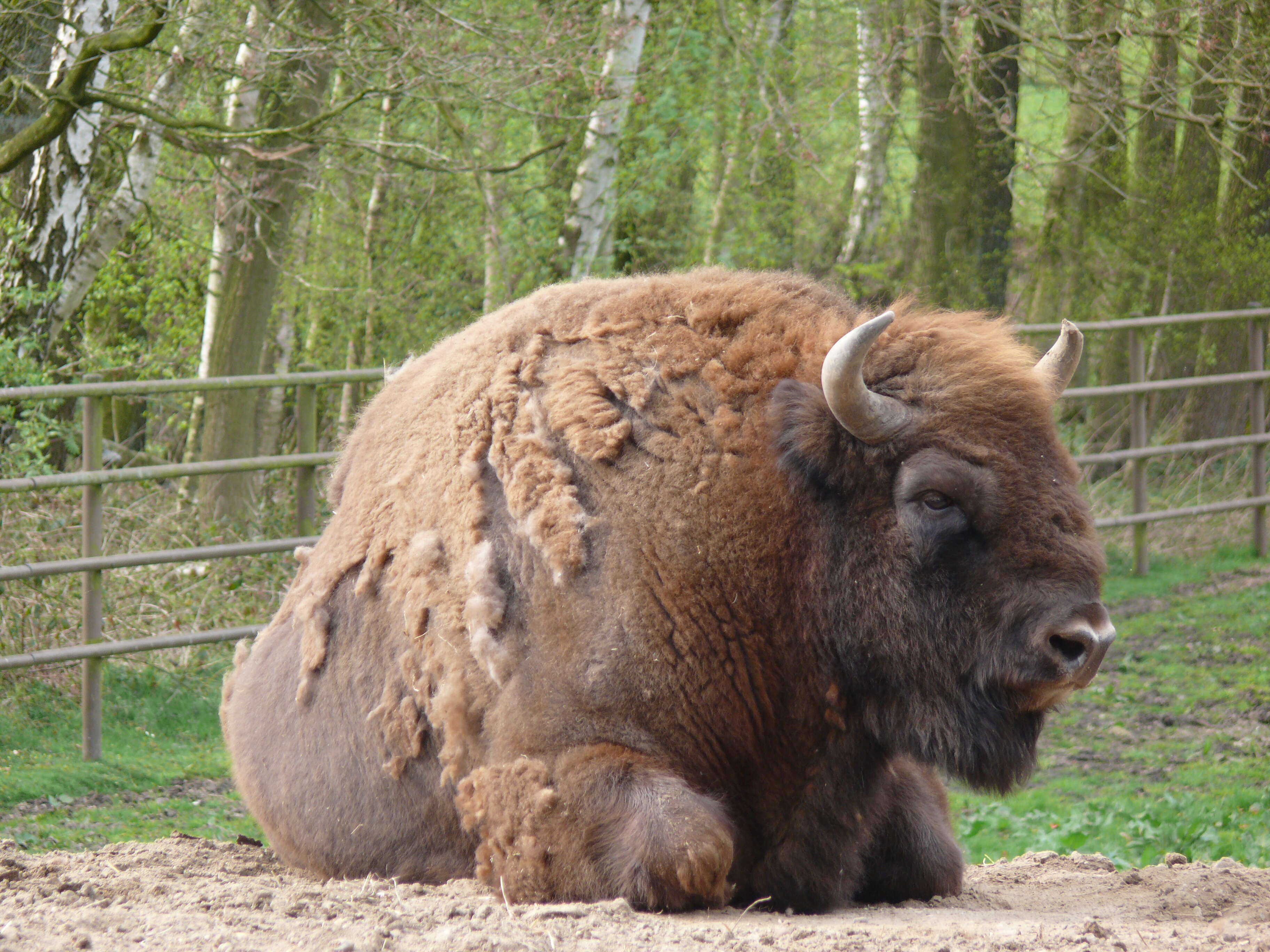 Imagem de Bison bonasus (Linnaeus 1758)