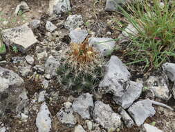 Image of pineapple cactus