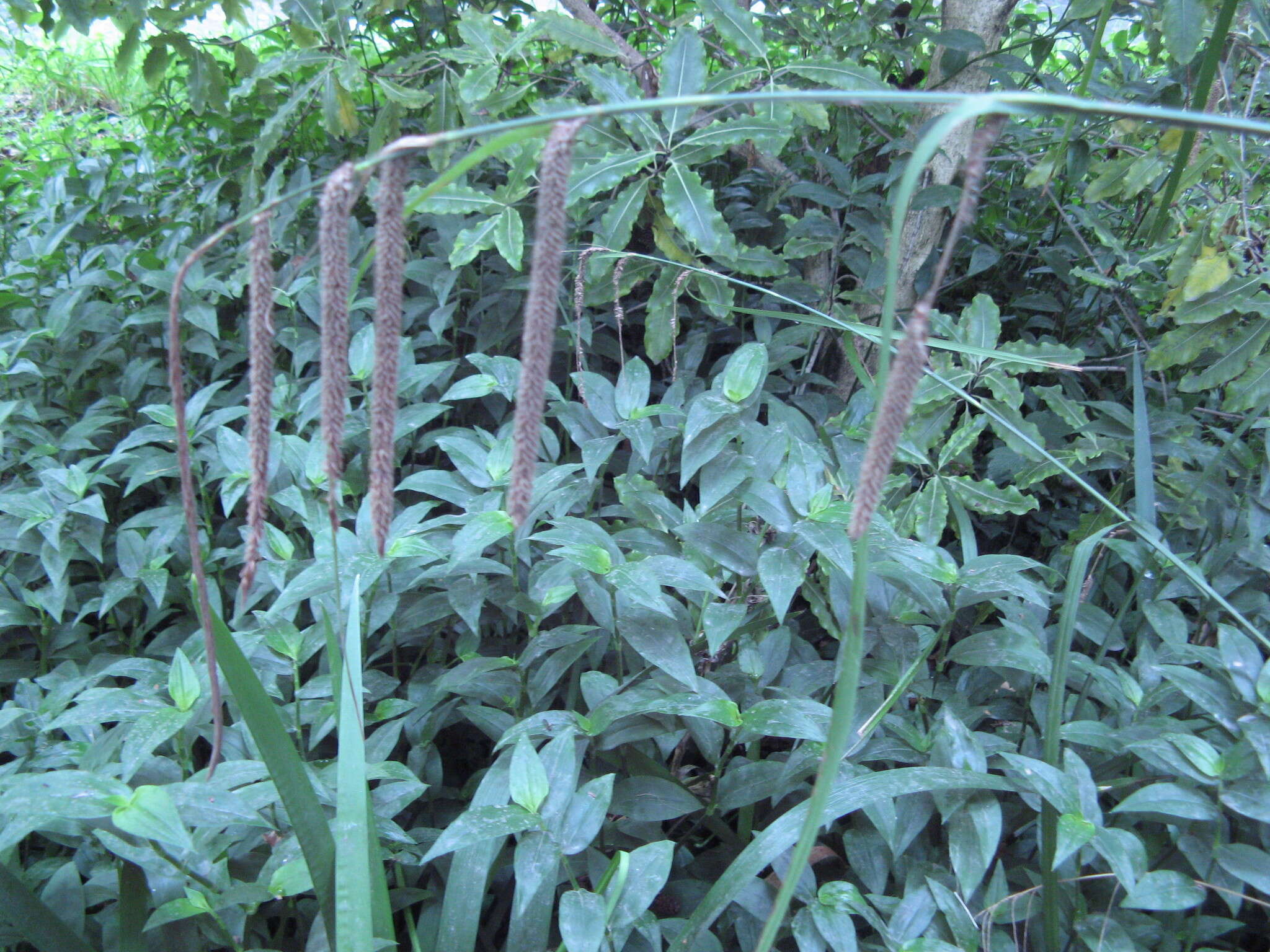 Image of small-leaf spiderwort