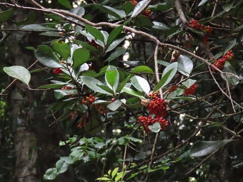 Image of Hedycarya loxocarya (Benth.) Francis