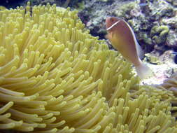 Image of Pink anemonefish