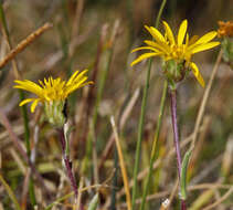 <i>Pyrrocoma <i>uniflora</i></i> var. uniflora的圖片