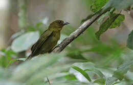 Chlorothraupis carmioli (Lawrence 1868)的圖片