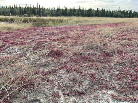 Image of red samphire