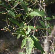 Imagem de Clematicissus opaca (F. Müll.) Jackes & Rossetto