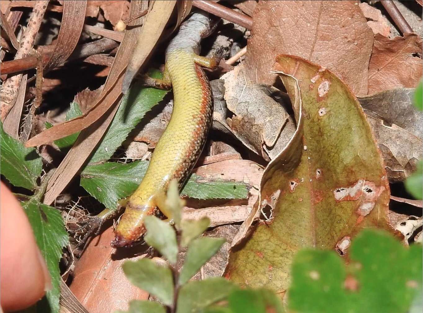 Image of Modest Ground Skink