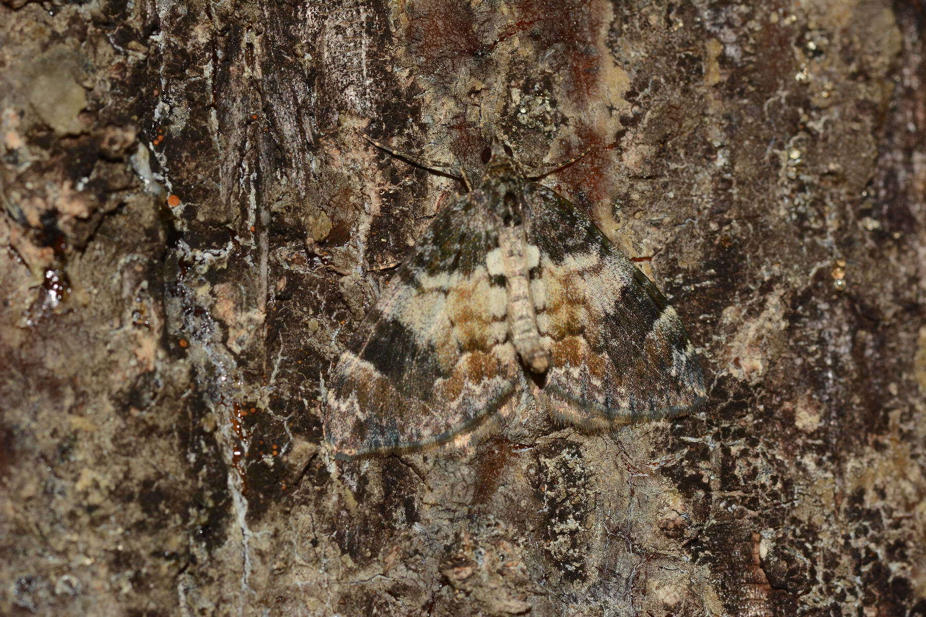 Image of Dysstroma latefasciata Staudinger 1892