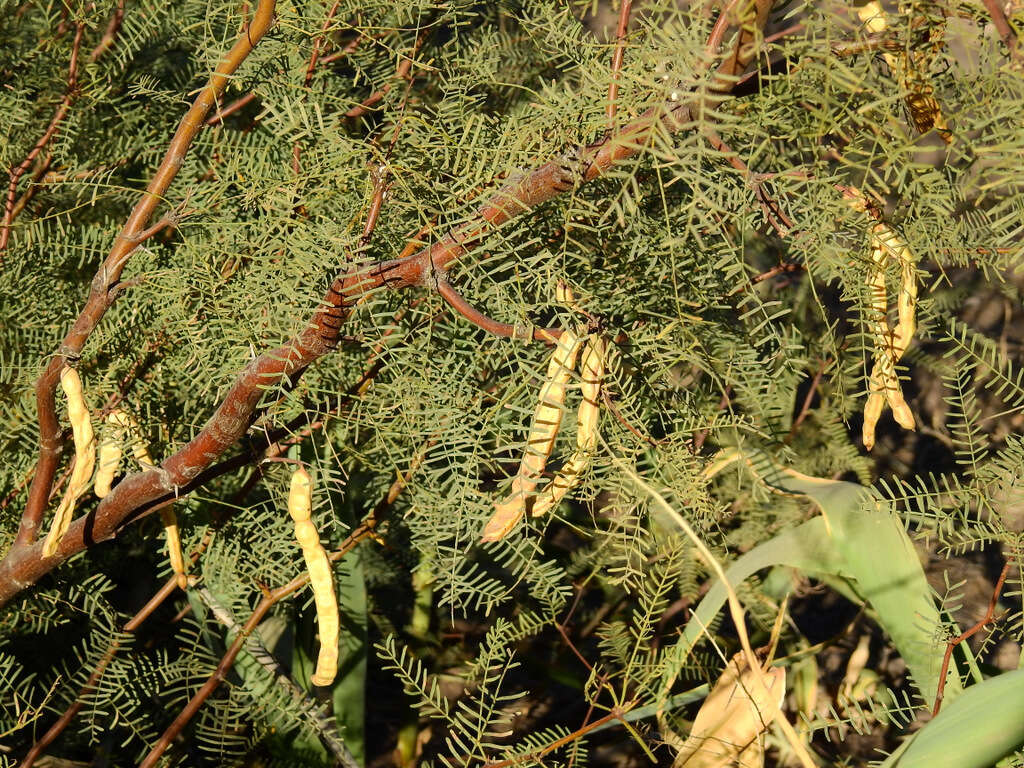 Image of Prosopis flexuosa DC.