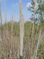 صورة Muhlenbergia robusta (E. Fourn.) Hitchc.