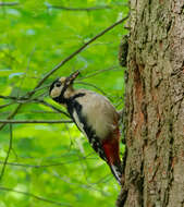 Image of Great Spotted Woodpecker