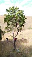 Image of Tapia tree