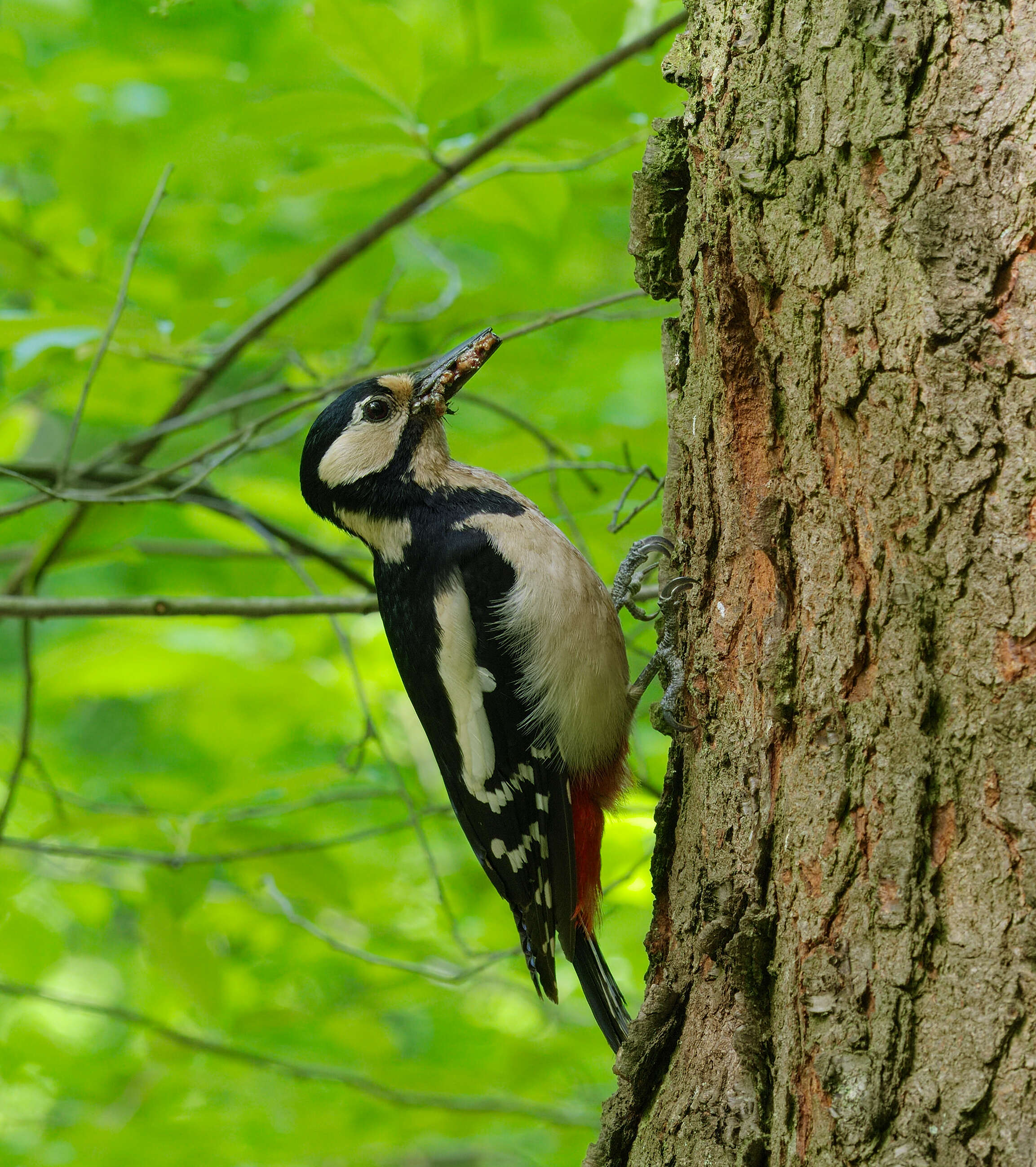 Image of Great Spotted Woodpecker