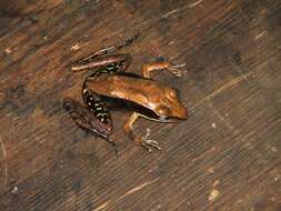 Image of Lithobates juliani (Hillis & de Sá 1988)