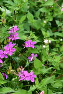 Sivun Geranium soboliferum Kom. kuva