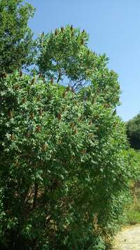 Image of Sicilian sumac