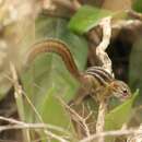 Image of Lady Burton's Rope Squirrel