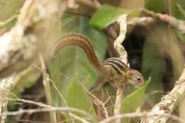 Image of Lady Burton's Rope Squirrel