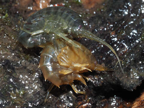 Image of Gammarus roeselii Gervais 1835