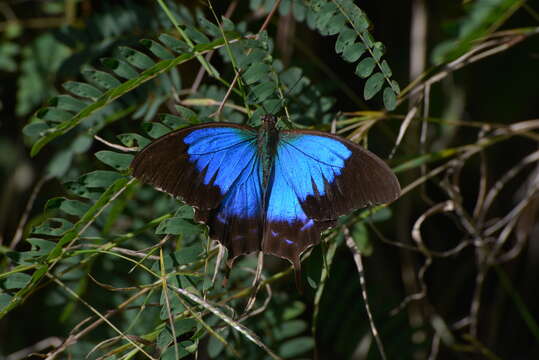 Image de Papilio montrouzieri Boisduval 1859