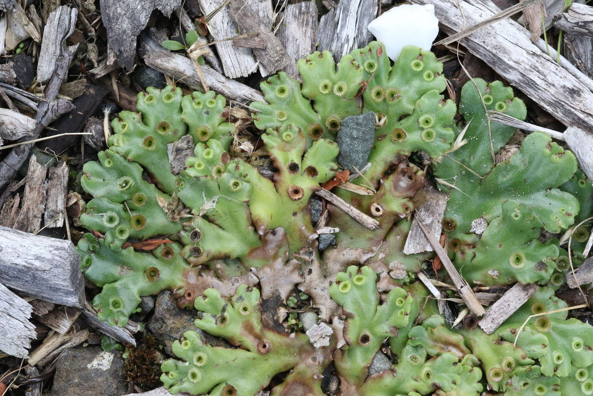 Image of Marchantia berteroana Lehm. & Lindenb.