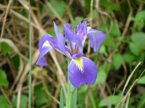 Image of Dixie iris