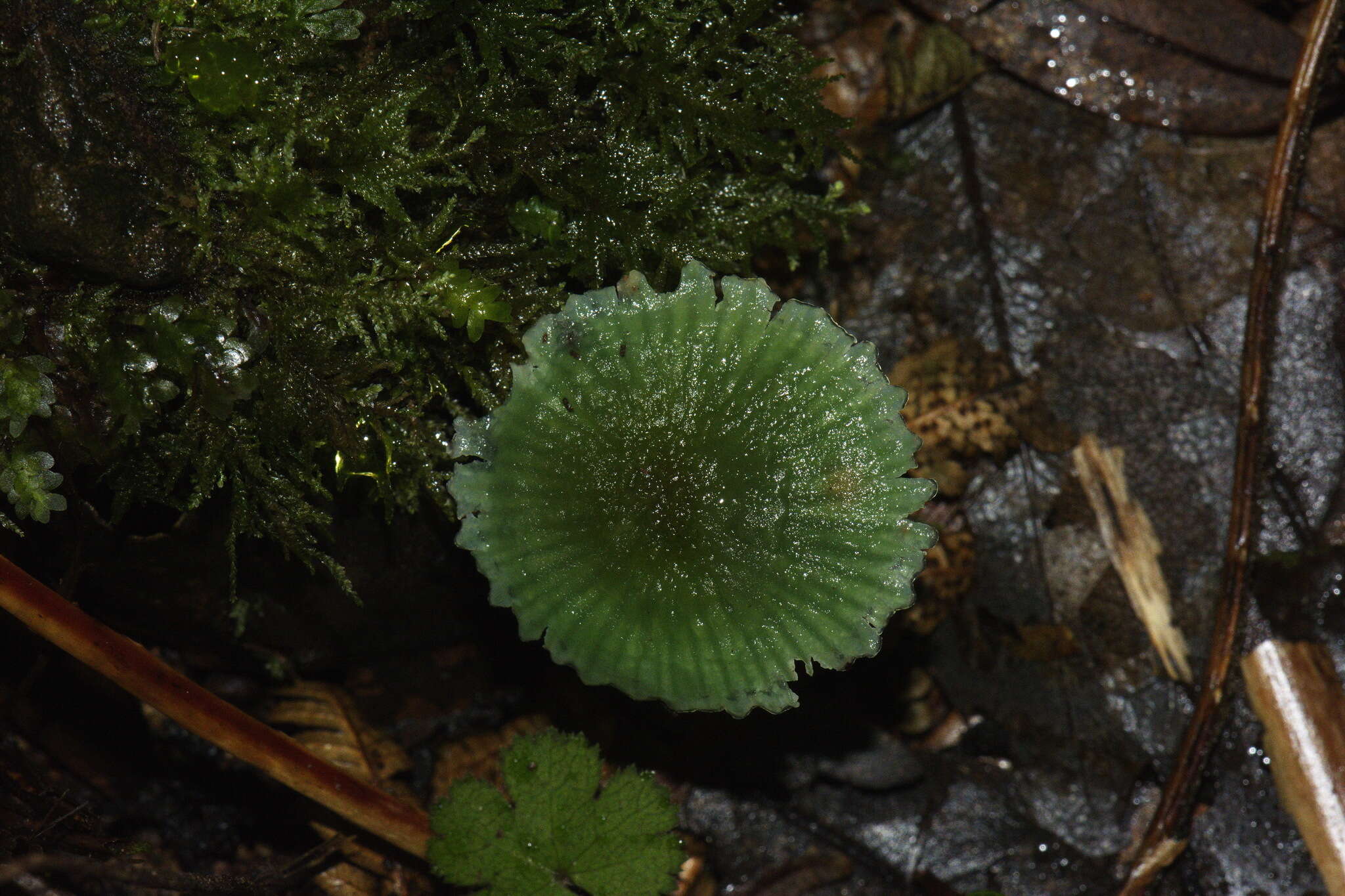 Image of Gliophorus viridis (G. Stev.) E. Horak 1971