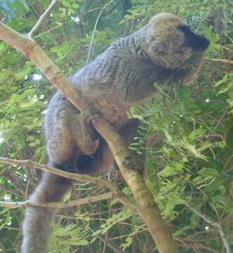 Eulemur rufifrons (Bennett 1833) resmi