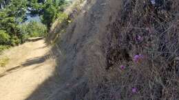 Imagem de Clarkia gracilis subsp. sonomensis (C. L. Bitchc.) F. H. Lewis & M. E. Lewis