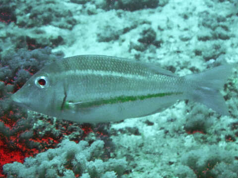 Image of Orange-striped emperor