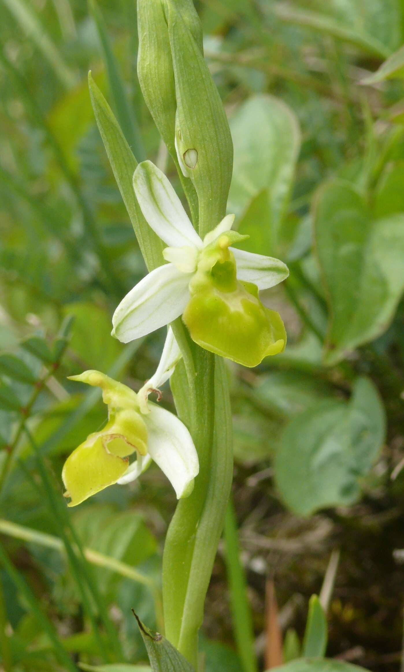 Image of Ophrys holosericea