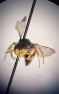 Image of Calliopsis andreniformis Smith 1853