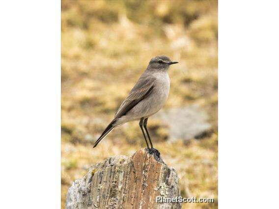 Image of Plain-capped Ground Tyrant