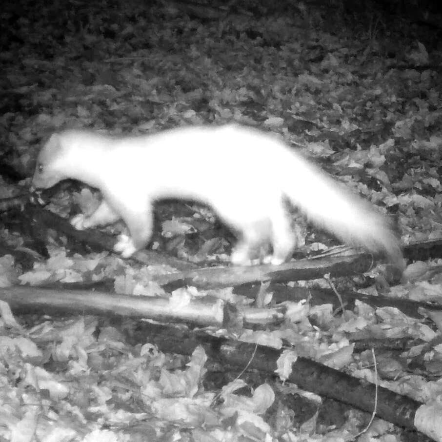 Image of Japanese Marten