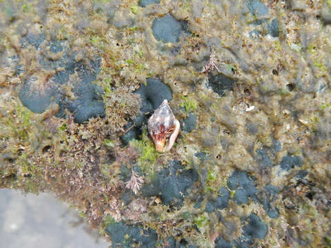 Image of rustic dove shell