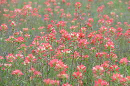 Image of entireleaf Indian paintbrush