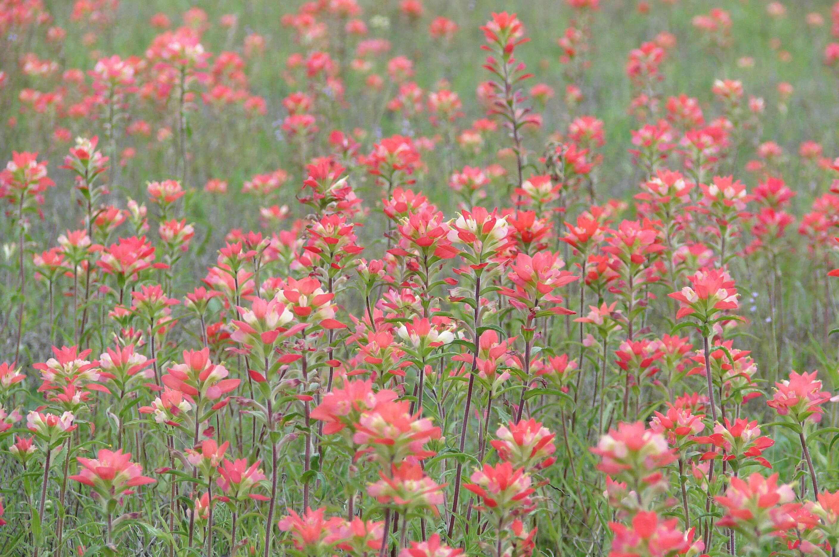 Image of entireleaf Indian paintbrush