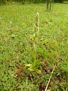 Image of Lizard orchid