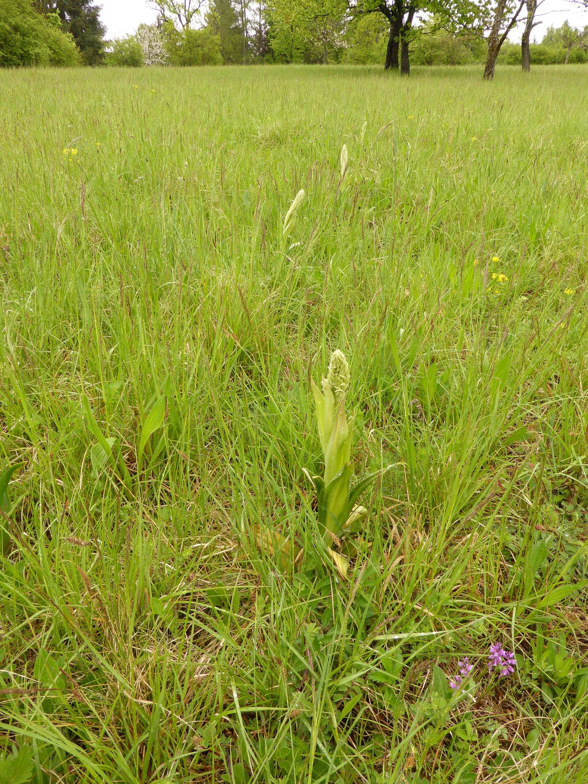 Himantoglossum hircinum (L.) Spreng. resmi