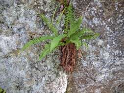 Imagem de Dryopteris fragrans (L.) Schott