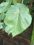 Image of parasol leaf tree