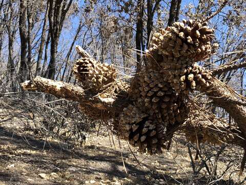 Imagem de Pinus attenuata Lemmon