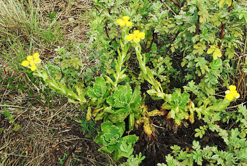 Helichrysum tenax M. D. Henderson resmi