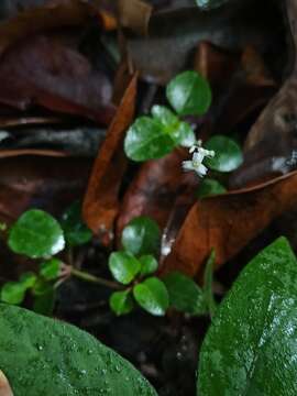 Imagem de Gymnosiphon divaricatus (Benth.) Benth. & Hook. fil.