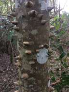 Image of Zanthoxylum rhoifolium Lam.