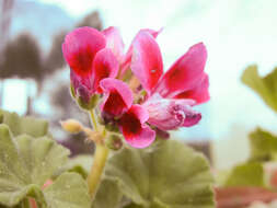 Image of zonal geranium