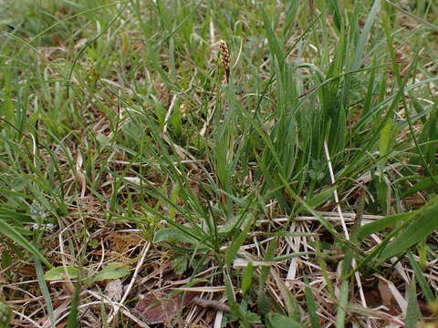 Image of Carex ornithopoda subsp. ornithopoda